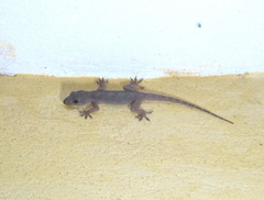 Hemidactylus flaviviridis