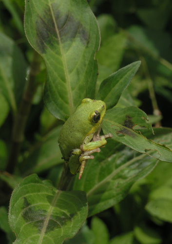 Common Reed Frog