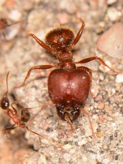Pheidole obtusospinosa