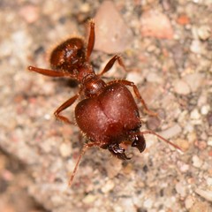 Pheidole obtusospinosa