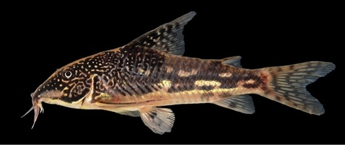 Banded Cory