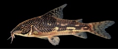 Banded Cory photo 2