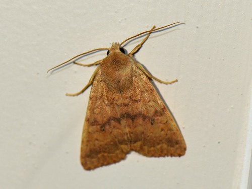 Bicolored Sallow