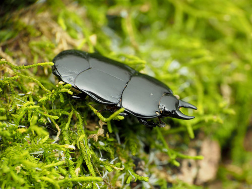 Hololepta aequalis photo 2