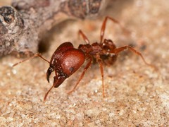 Pheidole obtusospinosa