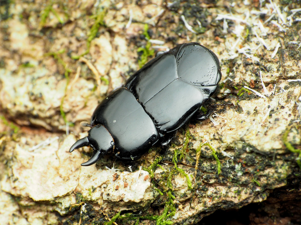 Hololepta aequalis