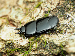 Hololepta aequalis