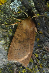 Epiglaea decliva