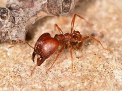 Pheidole obtusospinosa