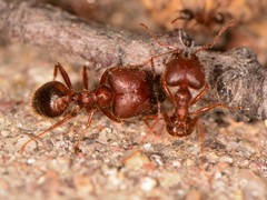 Pheidole obtusospinosa