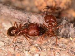 Pheidole obtusospinosa