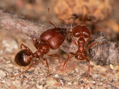Pheidole obtusospinosa