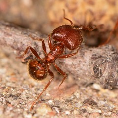 Pheidole obtusospinosa