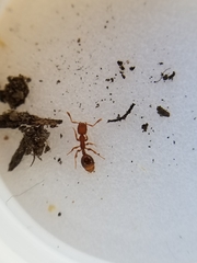 Formicoxenus