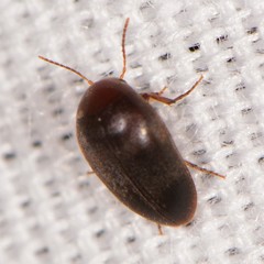 Eucinetus