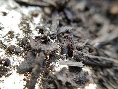 Formicoxenus