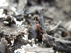Formicoxenus