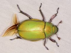 Chrysina beyeri