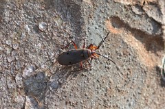 Probergrothius
