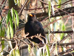 Turdus merula