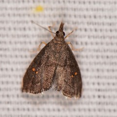 Microcausta bipunctalis