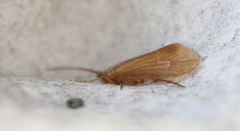 Limnephilus centralis