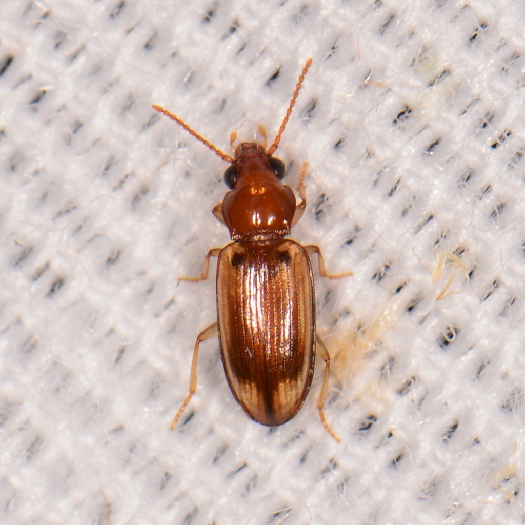 Pericompsus laetulus
