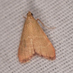 Arta epicoenalis