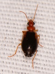 Lebia scapula