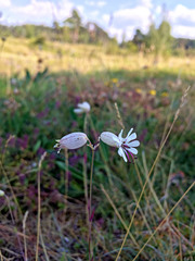 Silene vulgaris