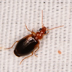 Lebia scapula