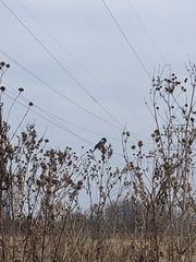 Poecile atricapillus