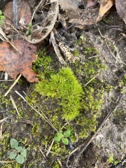 Pleuridium subulatum