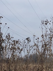 Poecile atricapillus