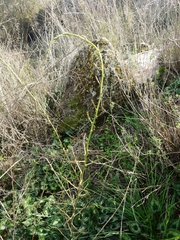 Asparagus aphyllus