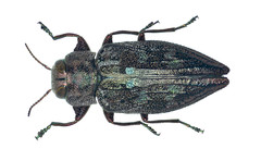 Chrysobothris femorata