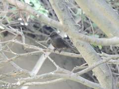 Pyrocephalus rubinus obscurus