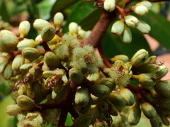 Vismia macrophylla