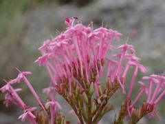 Centranthus lecoqii