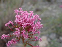 Centranthus lecoqii