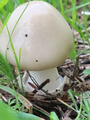 Volvopluteus gloiocephalus