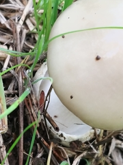 Volvopluteus gloiocephalus