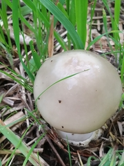 Volvopluteus gloiocephalus