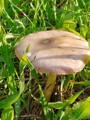 Volvopluteus gloiocephalus