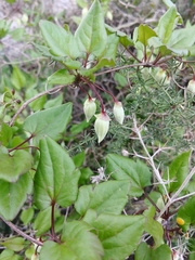 Clematis cirrhosa