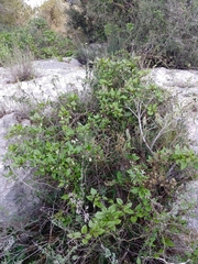 Clematis cirrhosa