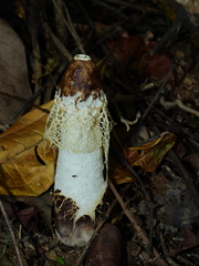 Phallus atrovolvatus