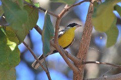 Emberiza cabanisi