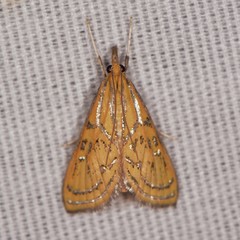 Daulia arizonensis