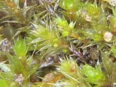 Pohlia andalusica
